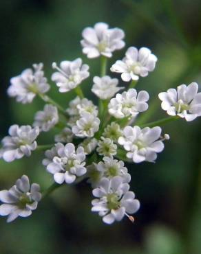 Fotografia 7 da espécie Chaerophyllum temulum no Jardim Botânico UTAD