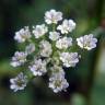 Fotografia 7 da espécie Chaerophyllum temulum do Jardim Botânico UTAD