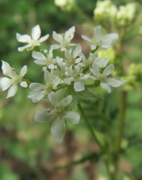 Fotografia 8 da espécie Chaerophyllum temulum no Jardim Botânico UTAD