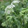 Fotografia 9 da espécie Chaerophyllum temulum do Jardim Botânico UTAD