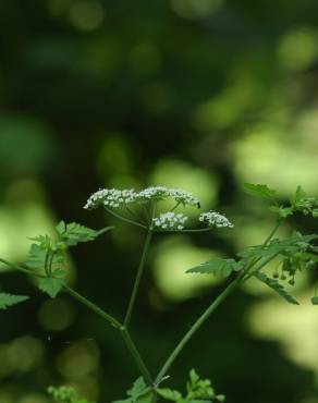 Fotografia 10 da espécie Chaerophyllum temulum no Jardim Botânico UTAD