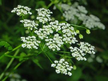 Fotografia da espécie Chaerophyllum temulum