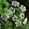 Fotografia 12 da espécie Chaerophyllum temulum do Jardim Botânico UTAD