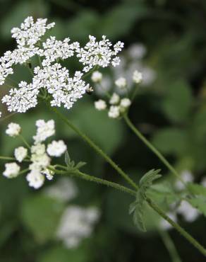 Fotografia 13 da espécie Chaerophyllum temulum no Jardim Botânico UTAD