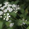 Fotografia 13 da espécie Chaerophyllum temulum do Jardim Botânico UTAD