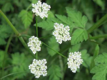 Fotografia da espécie Chaerophyllum temulum