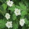 Fotografia 14 da espécie Chaerophyllum temulum do Jardim Botânico UTAD