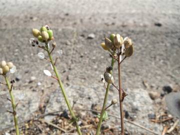 Fotografia da espécie Cochlearia danica