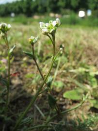 Fotografia da espécie Cochlearia danica