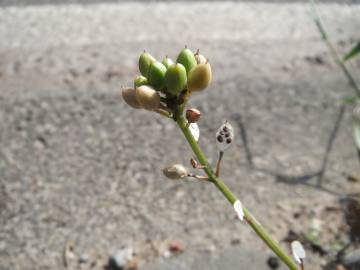 Fotografia da espécie Cochlearia danica