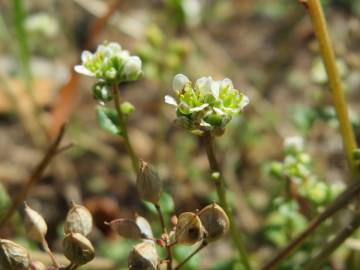 Fotografia da espécie Cochlearia danica