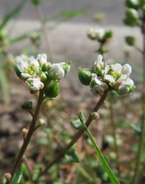 Fotografia 6 da espécie Cochlearia danica no Jardim Botânico UTAD