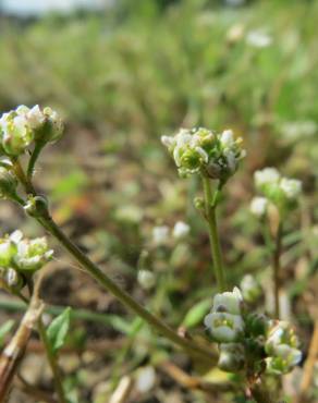 Fotografia 7 da espécie Cochlearia danica no Jardim Botânico UTAD