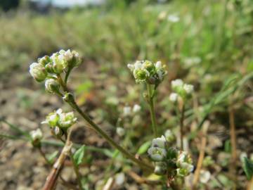 Fotografia da espécie Cochlearia danica