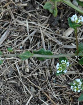 Fotografia 8 da espécie Cochlearia danica no Jardim Botânico UTAD