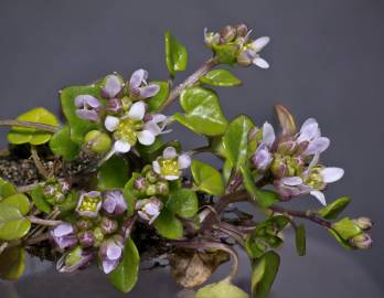 Fotografia da espécie Cochlearia danica