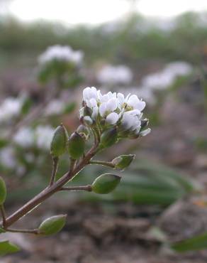 Fotografia 12 da espécie Cochlearia danica no Jardim Botânico UTAD