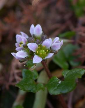 Fotografia 1 da espécie Cochlearia danica no Jardim Botânico UTAD