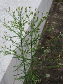 Fotografia da espécie Erigeron canadensis