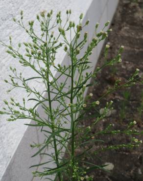 Fotografia 4 da espécie Erigeron canadensis no Jardim Botânico UTAD