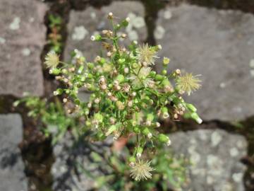 Fotografia da espécie Erigeron canadensis