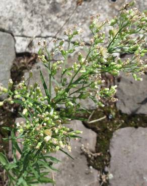 Fotografia 6 da espécie Erigeron canadensis no Jardim Botânico UTAD