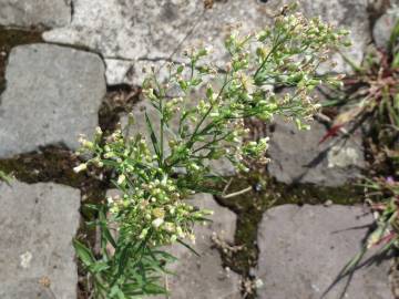 Fotografia da espécie Erigeron canadensis