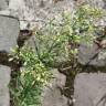 Fotografia 6 da espécie Erigeron canadensis do Jardim Botânico UTAD