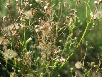 Fotografia da espécie Erigeron canadensis