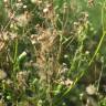 Fotografia 9 da espécie Erigeron canadensis do Jardim Botânico UTAD