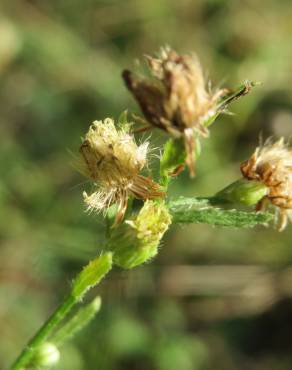 Fotografia 12 da espécie Erigeron canadensis no Jardim Botânico UTAD