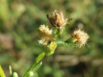 Fotografia da espécie Erigeron canadensis