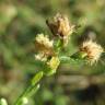 Fotografia 12 da espécie Erigeron canadensis do Jardim Botânico UTAD