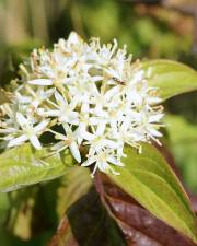 Fotografia da espécie Cornus sanguinea