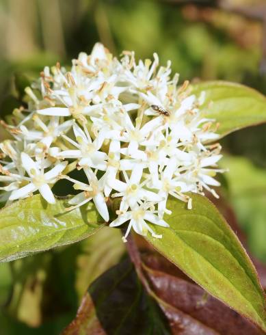 Fotografia de capa Cornus sanguinea subesp. sanguinea - do Jardim Botânico