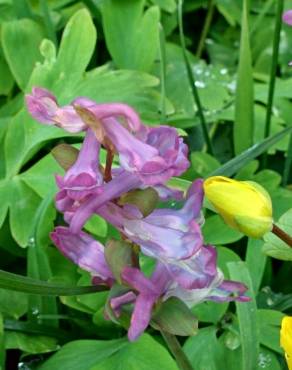 Fotografia 6 da espécie Corydalis cava subesp. cava no Jardim Botânico UTAD