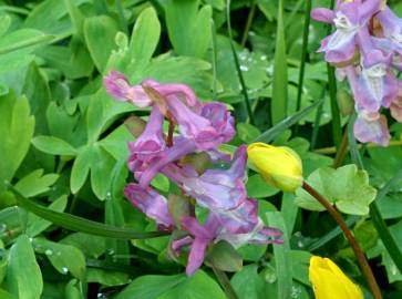 Fotografia da espécie Corydalis cava subesp. cava