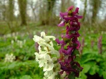 Fotografia da espécie Corydalis cava subesp. cava