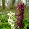 Fotografia 7 da espécie Corydalis cava subesp. cava do Jardim Botânico UTAD