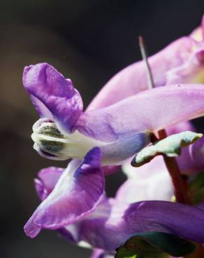 Fotografia 8 da espécie Corydalis cava subesp. cava no Jardim Botânico UTAD