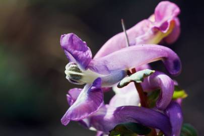 Fotografia da espécie Corydalis cava subesp. cava