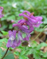 Fotografia da espécie Corydalis cava