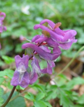 Fotografia 1 da espécie Corydalis cava subesp. cava no Jardim Botânico UTAD