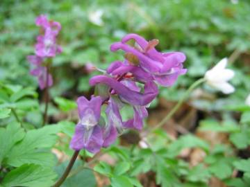 Fotografia da espécie Corydalis cava subesp. cava