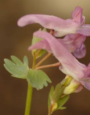 Fotografia 9 da espécie Corydalis cava subesp. cava no Jardim Botânico UTAD