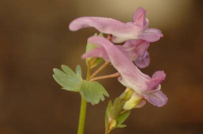 Fotografia da espécie Corydalis cava subesp. cava