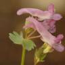 Fotografia 9 da espécie Corydalis cava subesp. cava do Jardim Botânico UTAD