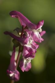 Fotografia da espécie Corydalis cava subesp. cava