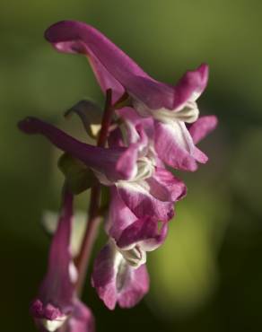 Fotografia 10 da espécie Corydalis cava subesp. cava no Jardim Botânico UTAD