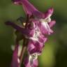 Fotografia 10 da espécie Corydalis cava subesp. cava do Jardim Botânico UTAD